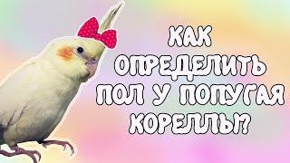 Мальчик или девочка? Определение пола у попугая корелла!