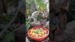Baby monkey eating fruit #monkeydluffy #monkeysr #monkeychallenge #babymonkey #monkeyvideo #monkeys