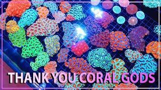 Oh hot dam these Australian corals are CRAZY