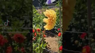 New bloom. #dahlias #flowers #freshflowers