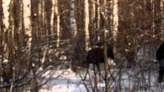 Лось напал на Человека / The elk has attacked the human