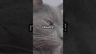 Stay consistent like this gray cat! Small steps daily = big wins. #Motivation #Consistency #Cat