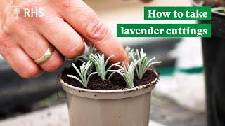 How to take lavender cuttings | The RHS