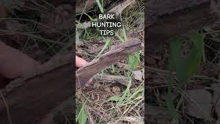 #cottonwoodbark hunting for bark to carve
