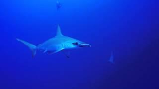 School of Hammerhead Sharks