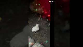 HEN CHICKS #SHORTS |AFAQ BUKHARI