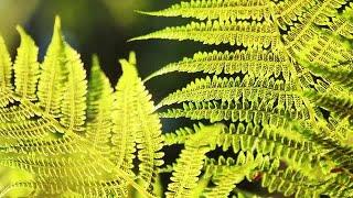 Fern Leaves Stock Video