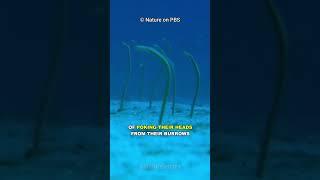 Garden Eel | The Underwater Garden