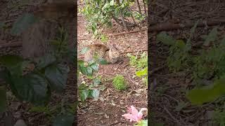 Cute shaggy cat relaxing in tropical garden  Funny cats  Cute pets  Amazing animals 2023