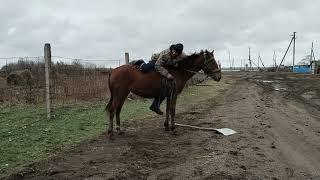 Обучение кобылки Варвары.