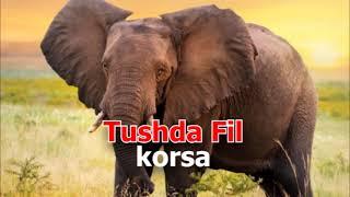 Fil tushda - Тушда Фил куриш -Tushda Fil korsa - Tushda Fil Ko'rsa nima buladi