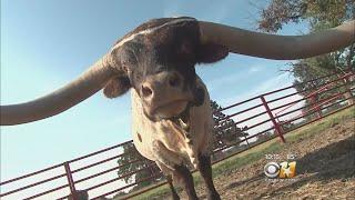 Record-Setting Bull Sells At Fort Worth Auction