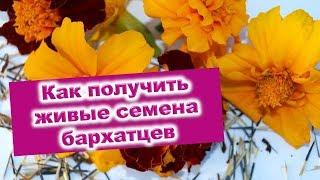 Как получить качественные семена бархатцев. Семена из своих цветов. Лайфхаки от Раисы Горяченко