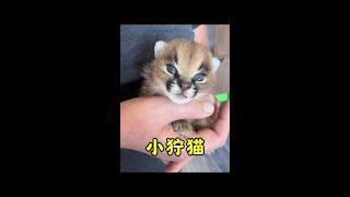 兇巴巴的小貓咪#獰貓#野生動物