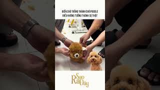 BIẾN CHÓ TRẮNG THÀNH CHÓ POODLE ĐIỀU KHÔNG TƯỞNG THÀNH SỰ THẬT