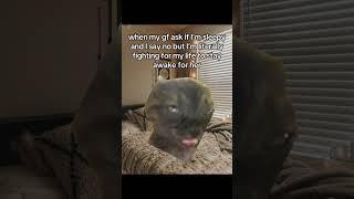 #catshorts #cat #kitten #catmemes #meow #relationship #cute #fyp #fypシ゚viral #fypage