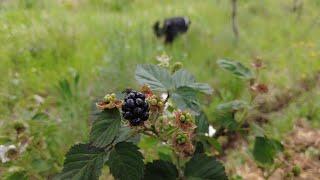 Agroecology and permaculture on our Andalusian farm #agroecology