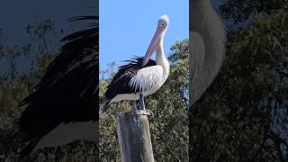 #shorts#youtubeshorts#explore#nature#pelican#nature