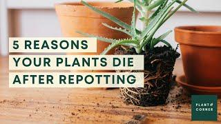 Top 5 repotting mistakes - why people killed their plants after repotting