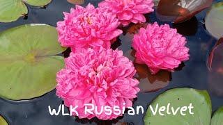 Нимфея WLK Russian Velvet (кувшинка Русский Бархат) селекция Хох Константина 2018 г.  Waterlilia.ru