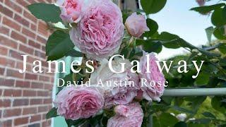 James Galway - David Austin Rose - Climbing Rose | Review