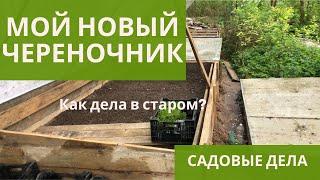 МОЙ НОВЫЙ ЧЕРЕНОЧНИК И ЧЕРЕНКИ В СТАРОМ ЧЕРЕНОЧНИКЕ | САДОВЫЕ ДЕЛА #череночник #черенкование