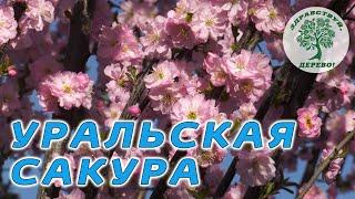 Миндаль: цветение, уход за розовой красавицей