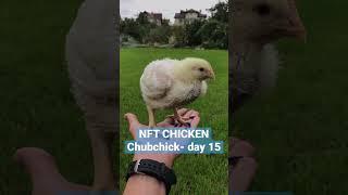 NFT Chicken - Chubchick. Day 15