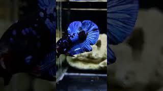 Avatar blue black adult size #avatar #blue #black #blueblackavatar #avatarblueblack #betta #fish