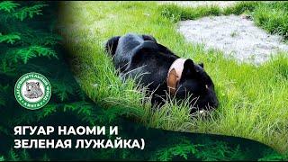 ВЫПУСК 89. Ягуар Наоми и зеленая Лужайка.