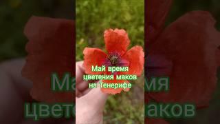Маки на Тенерифе #екатеринасерватович #канары