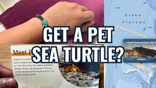 Fahlo Sea Turtle Tracking Bracelet: Are They Legit?