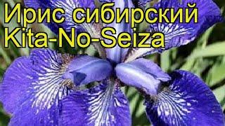 Ирис сибирский Кита-Но-Сеиза. Краткий обзор, описание характеристик iris sibirica Kita-No-Seiza