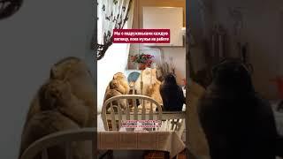 Не, ну а как?