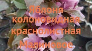 Яблоня колоновидная краснолистная Малиновое ожерелье  обзор: как сажать, саженцы яблони