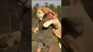 Lion Lovers  #shorts #lion  #lovers