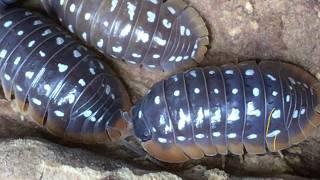 Armadillidium werneri Isopod Care Guide