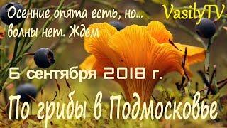 По грибы в Подмосковье 6 сентября 2018 гОсенние опята есть, но… волны нет. Ждем