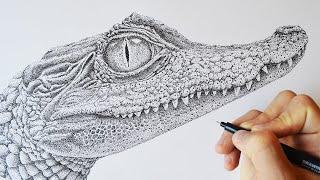 The Caiman - Stippling Timelapse