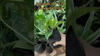 #combo offer #plants online shopping #gardening #indoor and outdoor plants available #  sale video