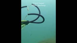 Barely Visible #fishing #pescasub #seafood #spearfishing #fish #pesca #ocean #sea #viral #shorts