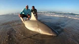 PINS Shark Fishing (HUGE SHARKS)