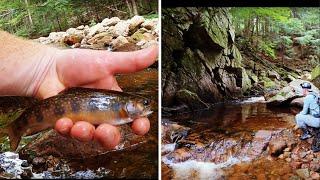 Vermont Brook Trout Fly Fishing Ft. White Dog Outdoors!
