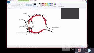 строение глаза для ЕГЭ