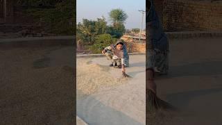 Village reel Rozina saeed vlog