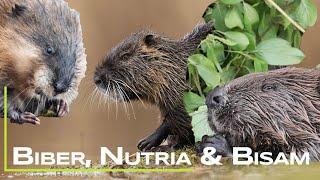 Biber, Nutria und Bisam sicher unterscheiden!