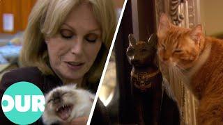 Joanna Lumley & Egypts Countless Cairo Cats | Our World