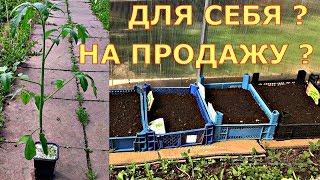 ОПЫТ продавцов рассады с ПОЛЬЗОЙ для себя