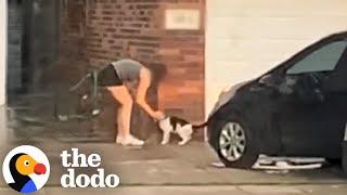 Woman Couldn’t Believe Her Neighbors Abandoned Their Senior Cat | The Dodo