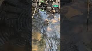  Toad vibrations create amazing ripples on water #shorts